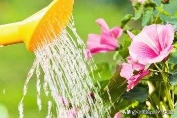 室内花卉怎么浇水