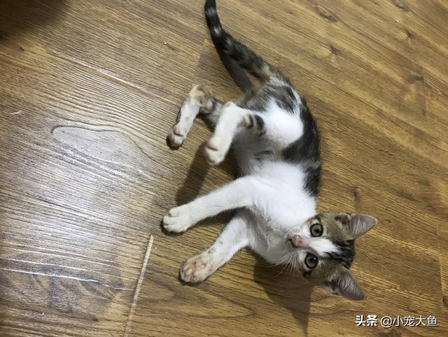 两个月的猫，可以喂食生肉吗,第4张