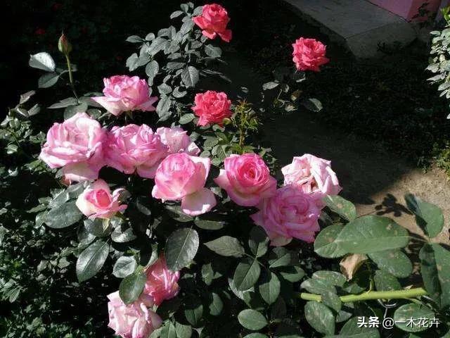 冬天新买月季花怎么养护和管理(图25)