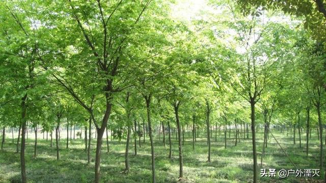 20公分朴树多少钱一棵（20公分朴树多少钱一棵山东）