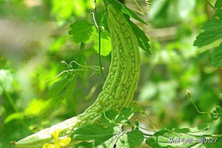 苦瓜种植花园视频教程,苦瓜种植花园视频教程全集