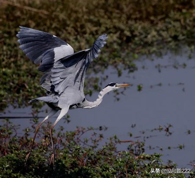 [苍鹭]苍鹭的寿命？