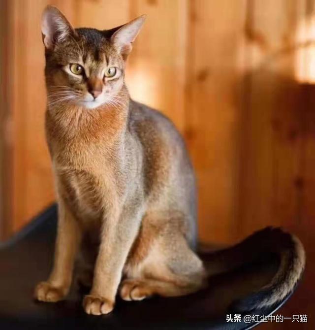 宠物虎斑黑猫价格，宠物虎斑黑猫价格多少