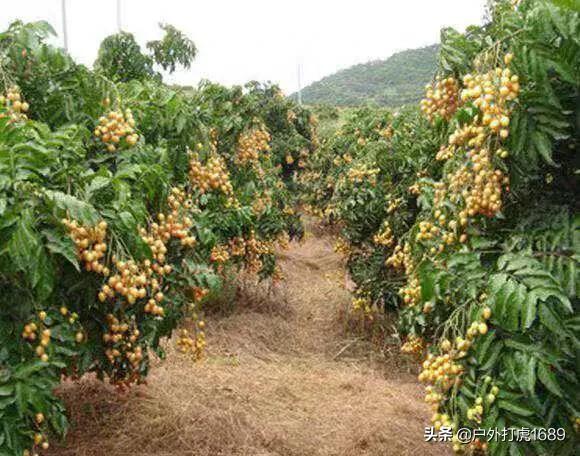 宾川种植农业信息，宾川种植农业信息公示