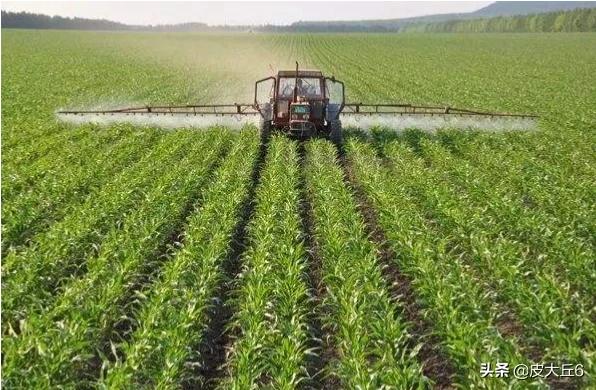 糖对植物有什么作用