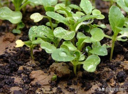 菜的照片菜的照片 真实图片