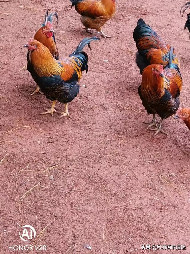饲料行业如何进行赊销-饲料行业如何进行赊销业务