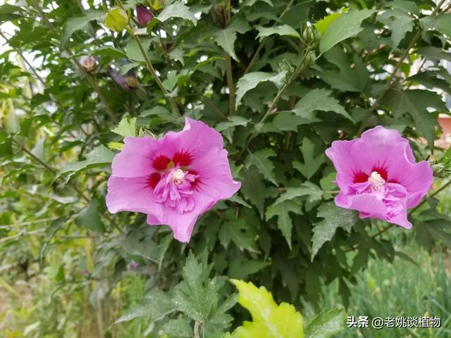 花园种植有哪些高树苗,花园种植有哪些高树苗呢