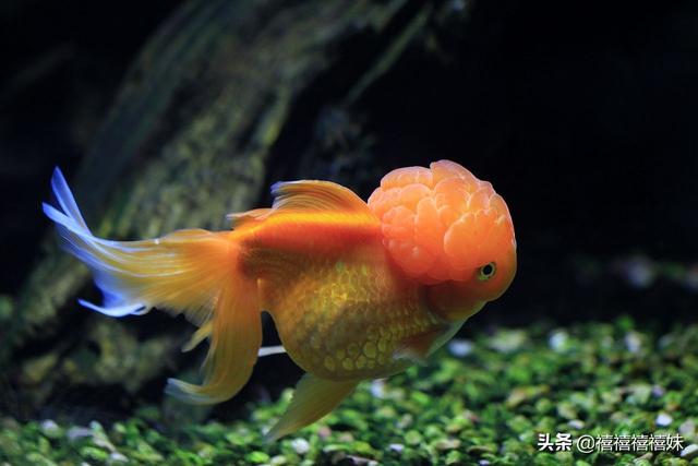 送鱼海外生活，送鱼海外生活视频大全
