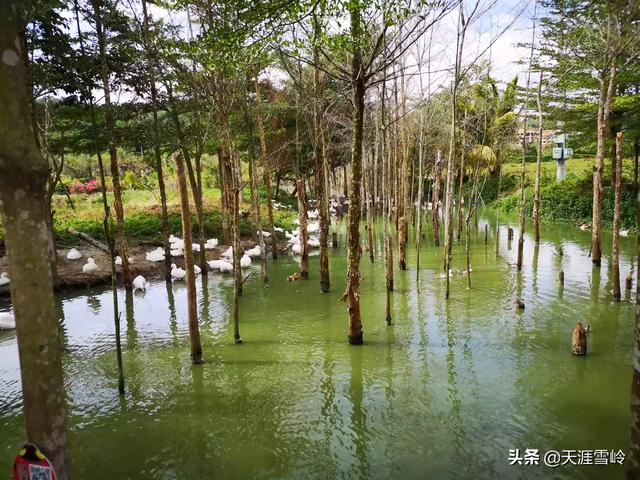 如何打造一个集文化、休闲、娱乐为一体的旅游渡假村