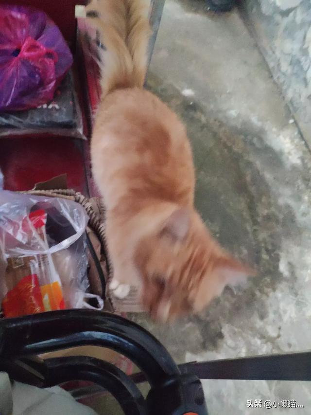 流浪猫自己找主人怎样让流浪猫亲近自己,第3张