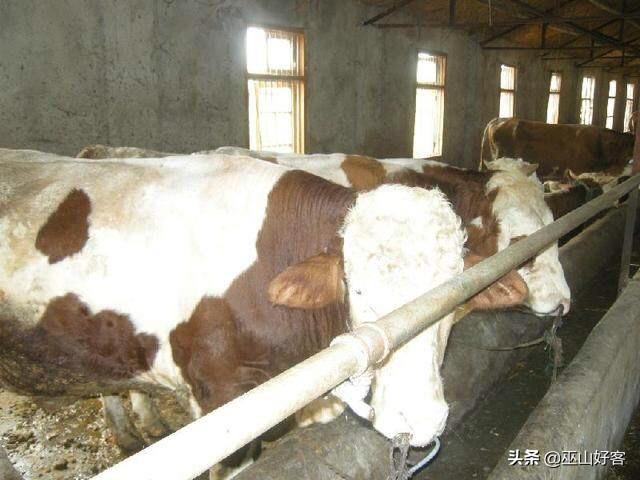 养牛技术和饲养方法视频 肉牛养殖技术和方法？
