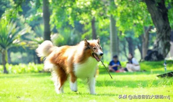 什么大型狗狗好看又好养