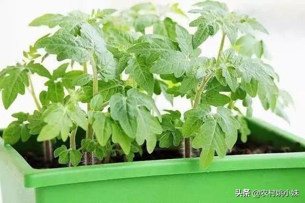 园林花卉种子繁殖的特点是什么? 除虫方法