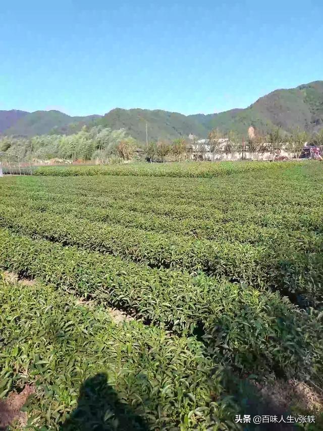 花卉行业行业背景?花卉行业行业背景分析!