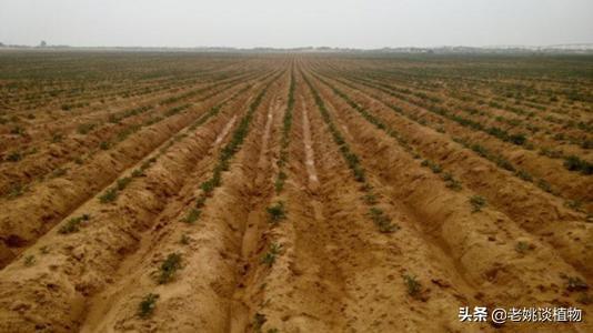 冬天新买月季花怎么养护和管理(图10)