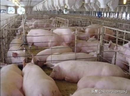 搞养殖投资大吗现在怎么样 想知道养猪的投资与回报是多少，周期多长。养猪场好操作吗？