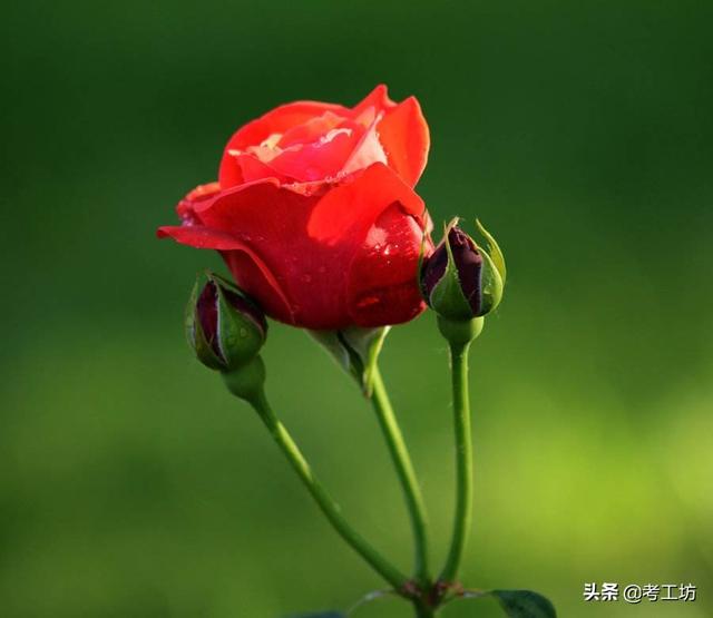 好看花图片大全（好看的花图片清新）