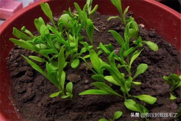 康乃馨种子种植方法，康乃馨种子种植方法和时间