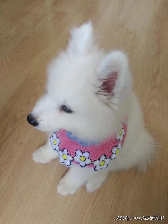 刚生出来的狗宝宝可不可以立即抱走,第7张