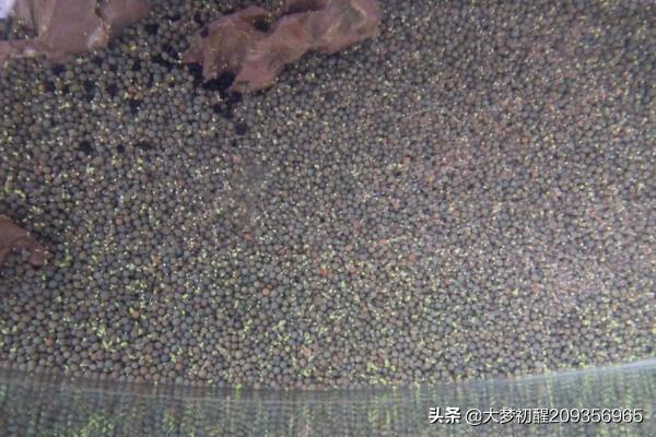 如何在鱼缸中种迷你对叶？
