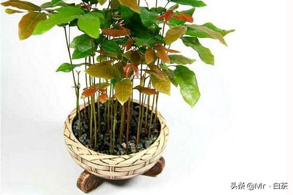 小孩吃剩的水果怎么处理(图8)