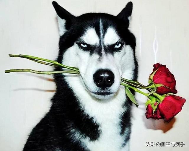 哈士奇为什么叫二哈,第2张