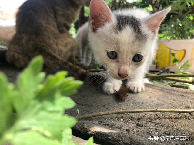 一位农民带着一只狼一只羊一筐菜过河。船小，只能带一样东西过河人不在场狼吃羊羊吃菜。求答案