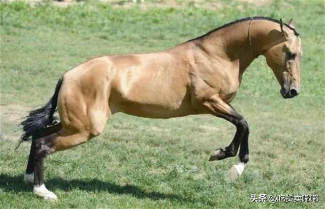 寵物馬視頻?寵物馬價格及圖片!
