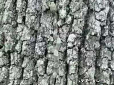 蛇图片视频_蛇图片大图