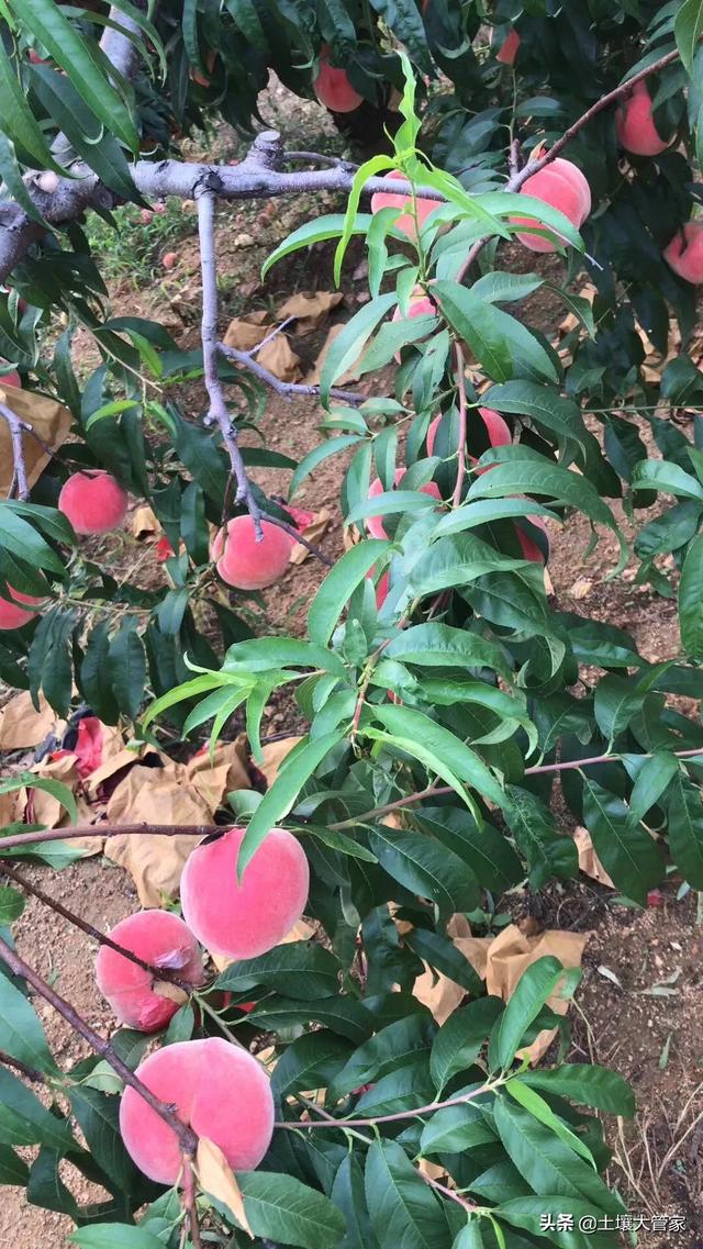 白果园种植基地的规划,白果园种植基地的规划和设计