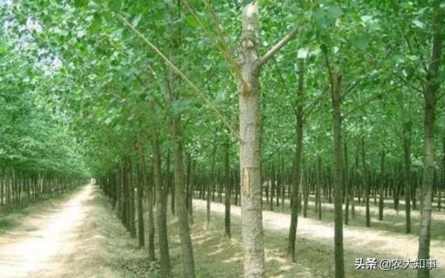 果树苗木 （果树苗木批发基地）
