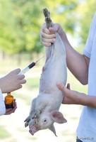 母猪用阉割吗？怎样养好母猪,第10张