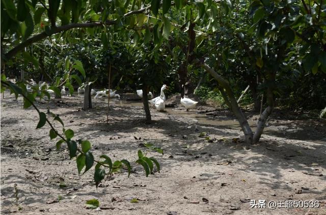 果园种植什么动物赚钱好,果园种植什么动物赚钱好呢