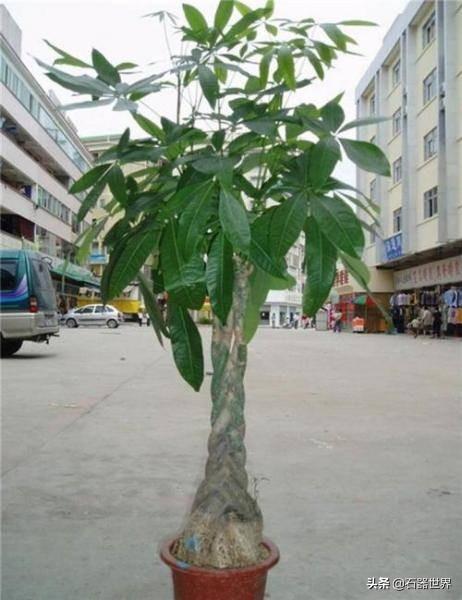 植物大战僵尸怎么刷钱 植物大战僵尸怎么可以快速赚金币-第6张图片-Game优搜