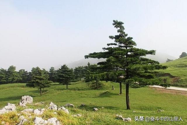 适合华北地区种植的名贵树木-适合华北地区种植的名贵树木有哪些