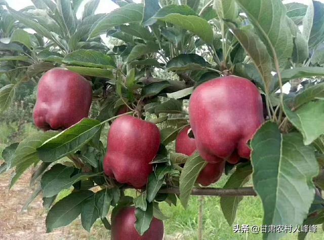 赶鸭子跨境购怎么样