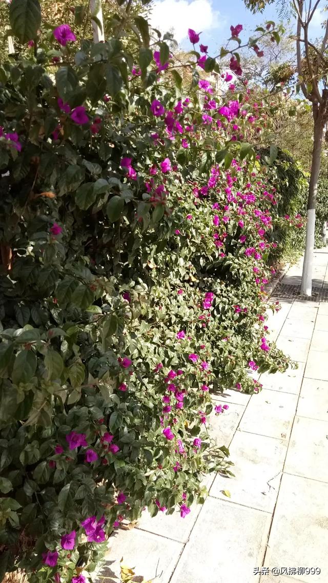 11月必去的云南景点(图13)