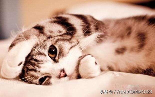 猫咪变瘦了是怎么回事(图5)