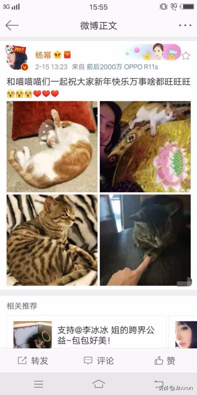 爱猫的明星有哪些？：小黑猫头像