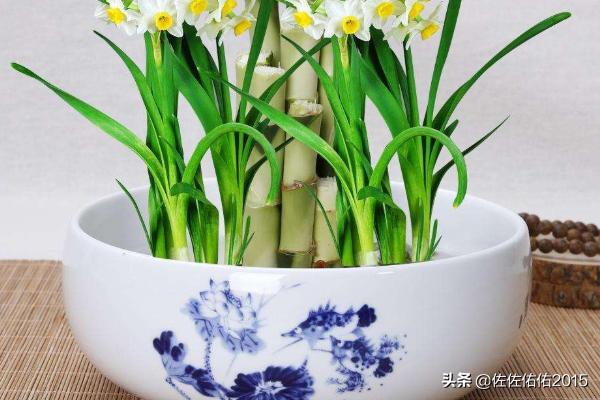 餐桌放什么花-餐桌放什么花好看又旺财