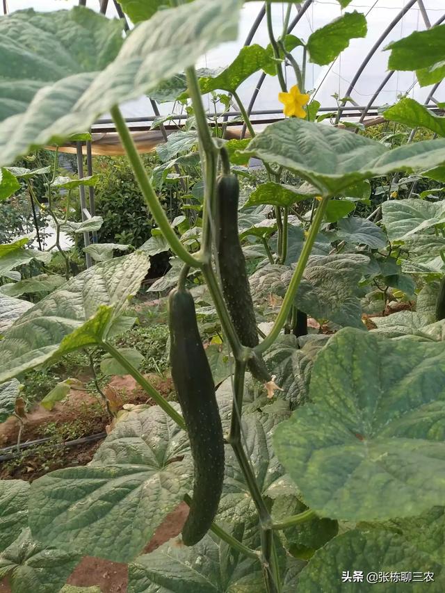 大棚种植蔬菜技术大全 大棚种植蔬菜技术大全视频