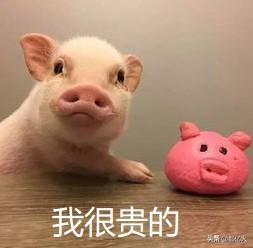 小彭在海外生活，小彭在海外生活了多久