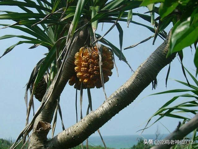 菠萝长在哪里树上还是地上?菠萝长在哪个地方!