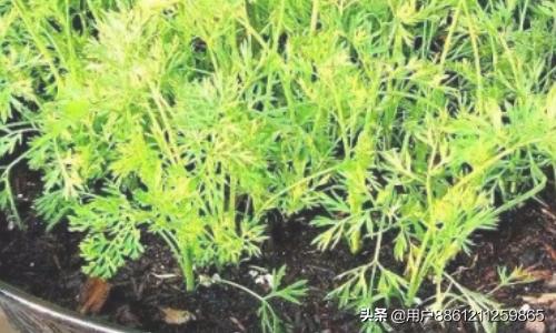 蔬菜怎么花园种植好看呢,蔬菜怎么花园种植好看呢视频