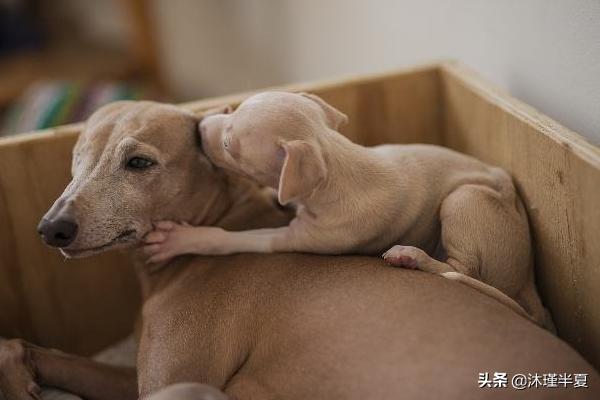 女性怀孕后期吃什么好呢(图5)