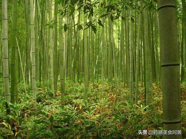 毛竹林中的毛笋怎么吃(图7)