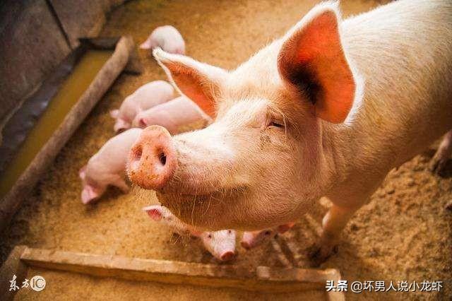 今日猪价梧州-梧州今日猪价最新
