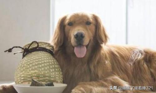 金毛犬饲养7大注意事项