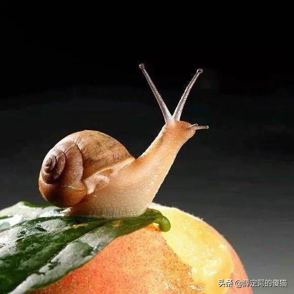 什么宠物既好养又干净,第1张